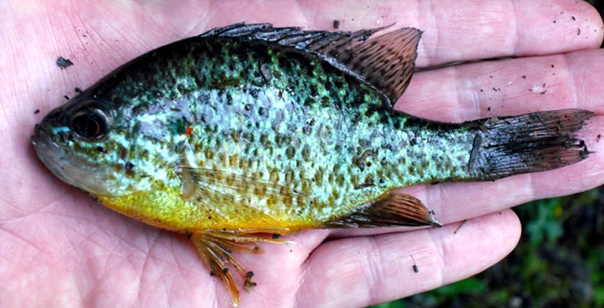 Lepomis gibbosus_07.jpg